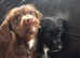 Jackapoo puppies