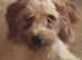 Cockerpoo puppies