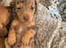 Mini dachshund puppies** one boy remaining**
