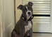 Blue staffordshire bullterrier