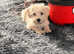 MINI SCHNAUZER/ COCKERPOO PUPS