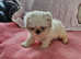 Shih tzu 1 girl x 2 boys