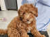 For sale toy poodle wery cute