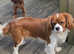 Proven kc reg cavalier king charles for stud