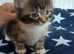 Adorable fluffy kittens lower price