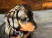Gorgeous Pedigree mini / midi Dachshunds - Lancashire - available from 29th April