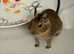 Two baby male degus. £30