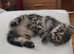 Baby kittens