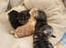 Siberian kittens