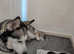 Husky Puppies 2 Left