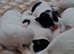 5 Gorgeous Cute Chihuahua Jack Russell Hybrids