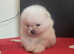 Fluffy pomeranian puppies KC registered