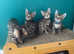 *Last 3* Bengal Kittens for sale