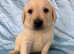 READY NOW. HEALTH CHECKS DONE. White Goldador Puppies