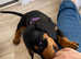 KC Reg PRA clear Mini Dachshund Pups -READY NOW