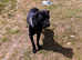 Cane Corso  Female