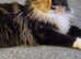 Maine coon kittens