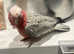 Hand Reared Galah Cockatoo