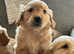 Fox red Health tested KC registered Golden Retriever Puppies