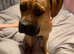 £75 COLLECTION TONIGHT 6 month old female English bull mastiff