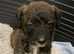 2 Jackapoo puppies ready for there new homes