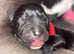 Skyla's Gorgeous litter of pups