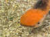 Oranda cold water fish