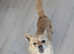 Norfolk terrier cross
