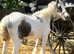 12'1 riding pony mare