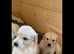 KC registered health tested golden retriever puppies
