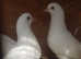White pigeons for sale