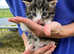 Tabby kittens available