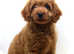 Health Tested Toy Cavapoo Puppies