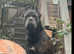 Beautiful cane corsos boy Puppy for sale in Cardiff Ely