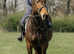 Belle 16.2hh, 16 year old Irish Sports horse