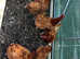 5 point of lay black tail pullets