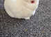 2.5year old female baby Netherland dwarf for loving home