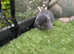 Lilac/blue mini/lion lop baby rabbits *READY NOW*