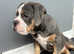Old English bulldogs !!REDUCED!!