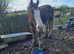 18hh clydesdale