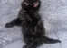 Lovely fluffy kitten male is looking for new home