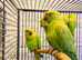 Very beautiful young Indian ringnick parrot