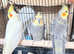 Stunning young cockatiels for sale