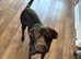 Kelpie cross labrador