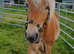Pure Bred Haflinger Gelding