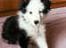Border Collies 2 female