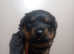 Rottweiler puppies