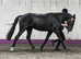 Super gelding for sale