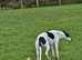 Lovely 8 year old boy greyhound/collie