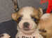 3 beautiful little shih tzu x pups